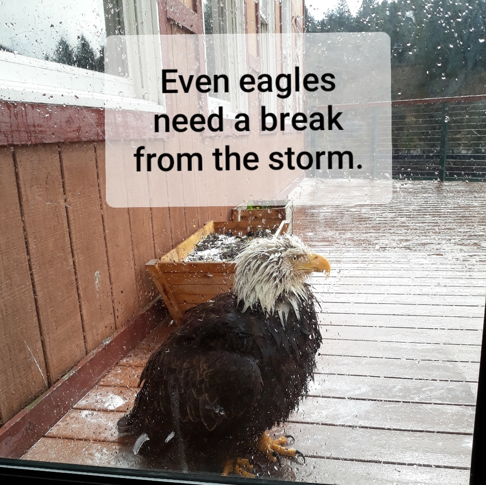 You were created to soar above the storm!